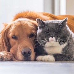 Animals Lovers