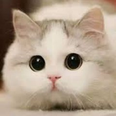 Teddy Kittens