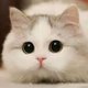 Teddy Kittens