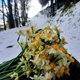 Narcissus