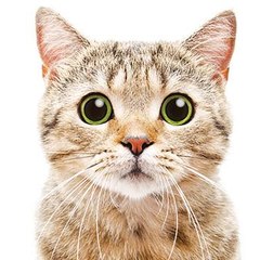 Funny Cat