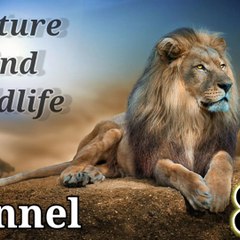 Nature and wildlife