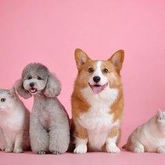 Pets TV