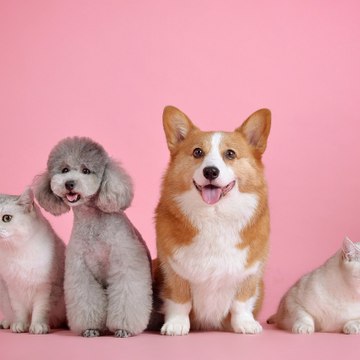 Pets TV