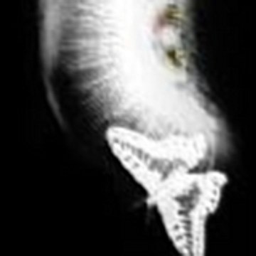 lumiereobscure
