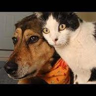 Funny Cats & Dogs