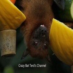 Crazy Bat's Movie Channel