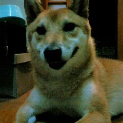 わたしの趣味　-　My Collection　-