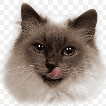 Cute Little Funny Animals
