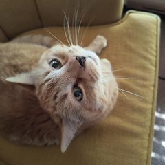 MEJKreations And Ginger Cat Dubby