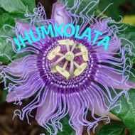 JHUMKOLATA