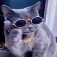 FunnyAnimalzzzz