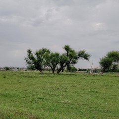 Panjab Kay Rang