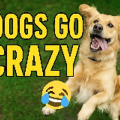 PetLaughsTV