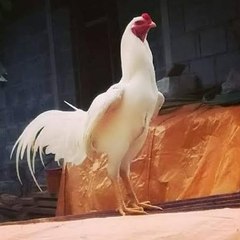 บ้านไก่ชน