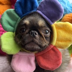 Chilli ThePekePug