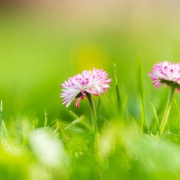 BEAUTIFULLY GARDENING