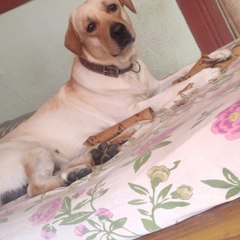 Petlove