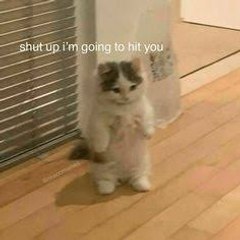 Vidio Lucu Kucing