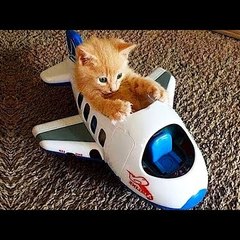 cute cat