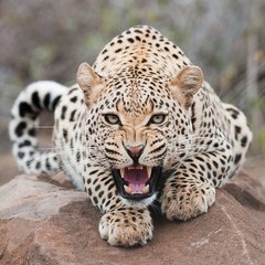 WildlifeGeo