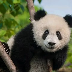 LianG.S