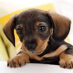 CutePetsStories