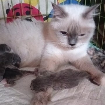 Kimmi Himalaya kucing