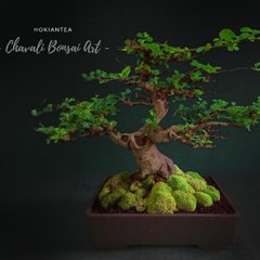 Chavali Bonsai