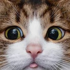 Funny Cats