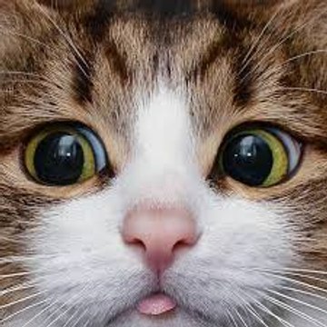 Funny Cats