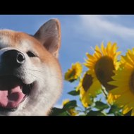 Jingyi lin Asia Walk