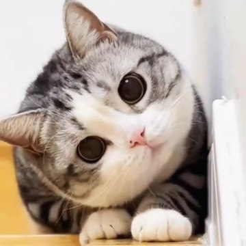 Cat Short Video