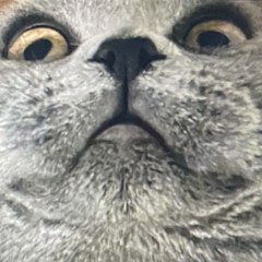 Tom Goose