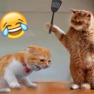 Funny Pets