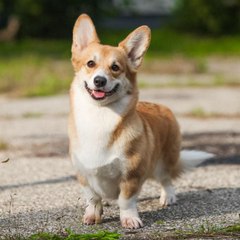 Cute Dose