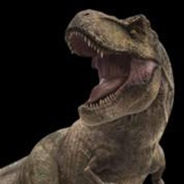 Rexy JW