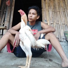 dunia ayam amatiran