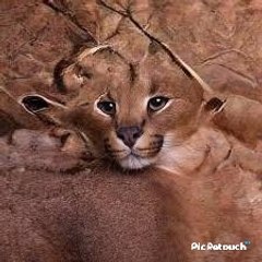 Daily Motion Pumba Caracal