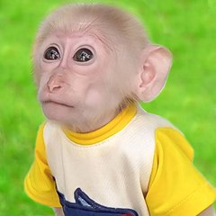 Monkey BiBi