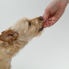 Pet Passion Unleashed