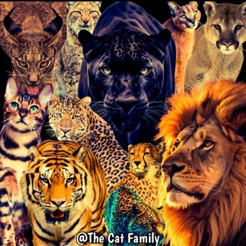 The Cat Family