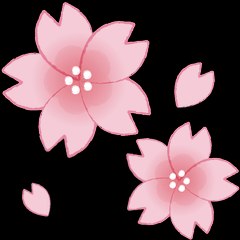 桜乃この/SakuranoKono