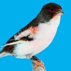 Arlequin Tunisie