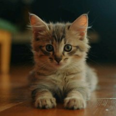 PetChuckle