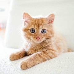 Cathappy