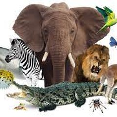 The Natural World