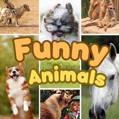 Funny animals 2024