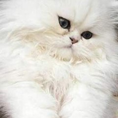 منه استورى