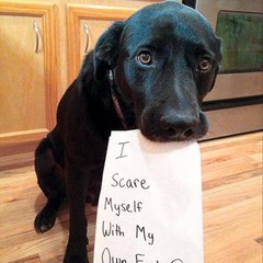 Funny animals